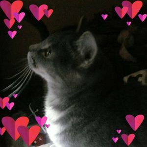 Meet your Posher, Angie d